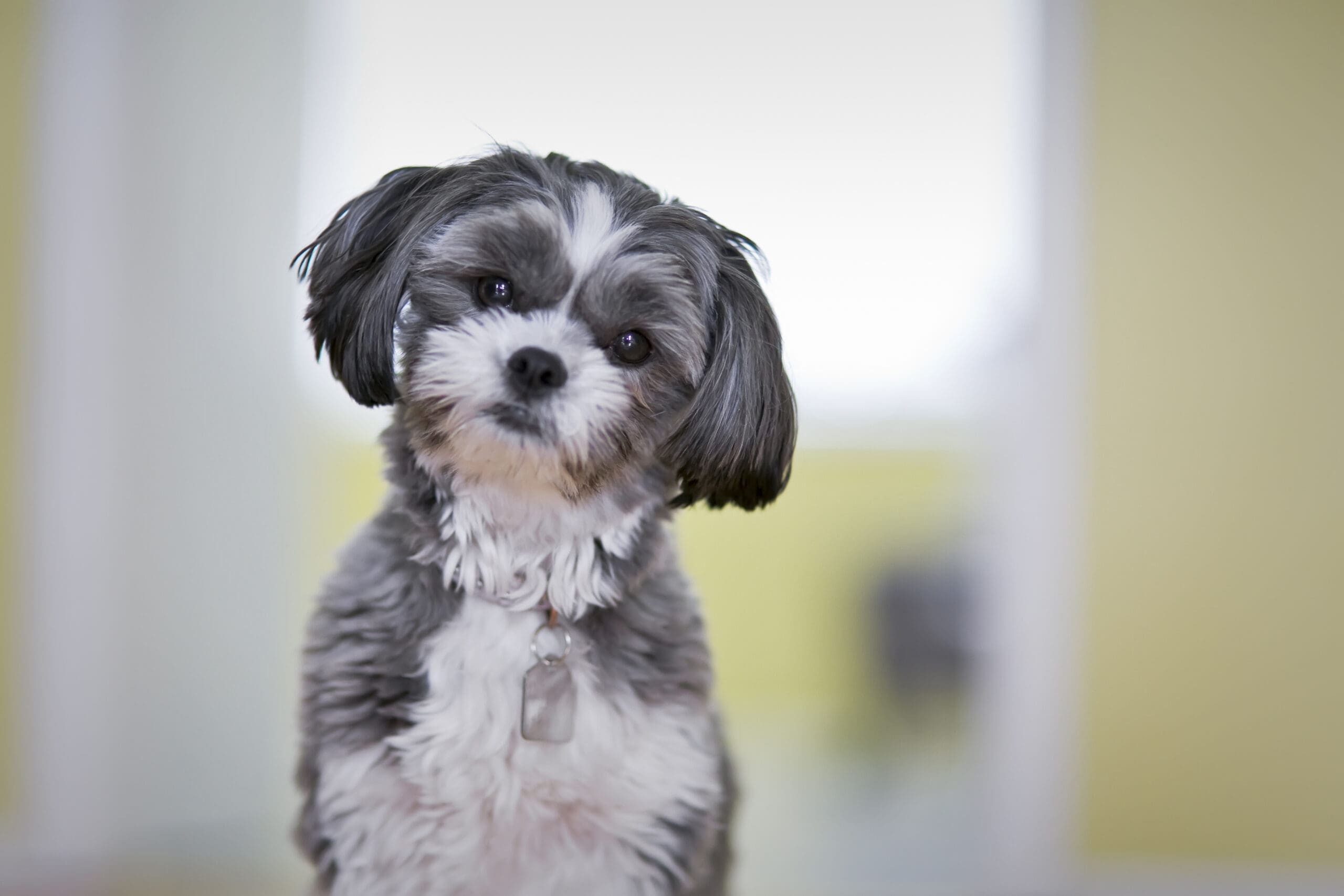 Malti-tzu