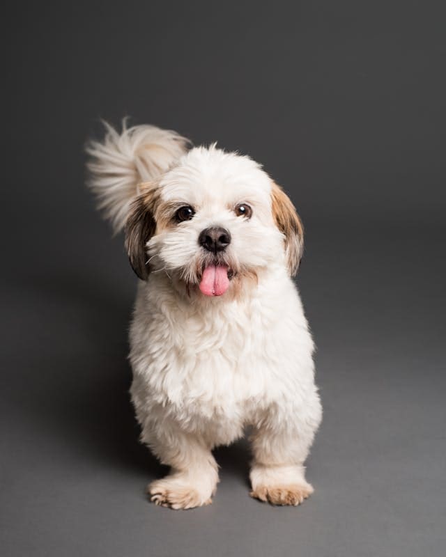 Shih Tzu puppy Shih Tzu puppy