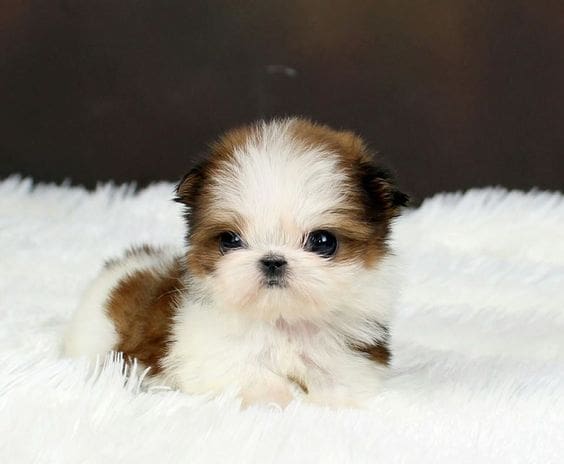 Shih tzu puppy Shih tzu puppy