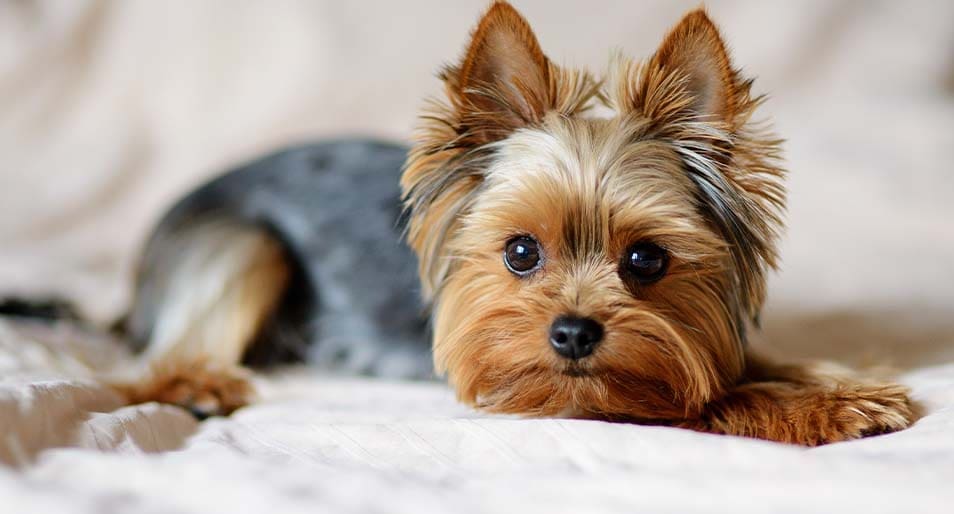 Yorkshire Terrier (Yorkie)